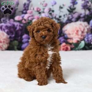 Benji, Miniature Poodle Puppy